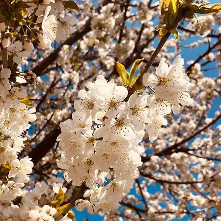 La Casa Rossa * Camerana