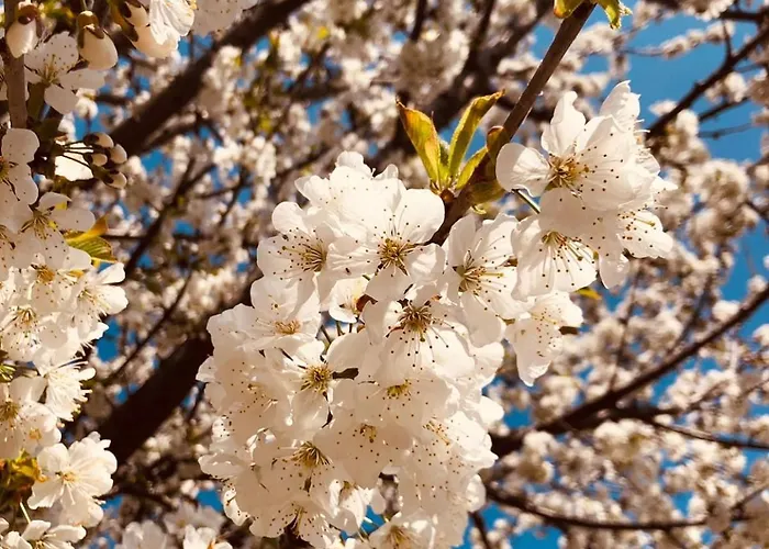 La Casa Rossa * Camerana